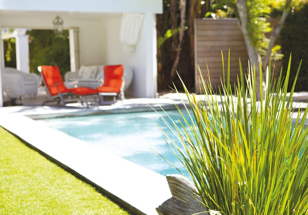 Plant and swimming pool in backyard