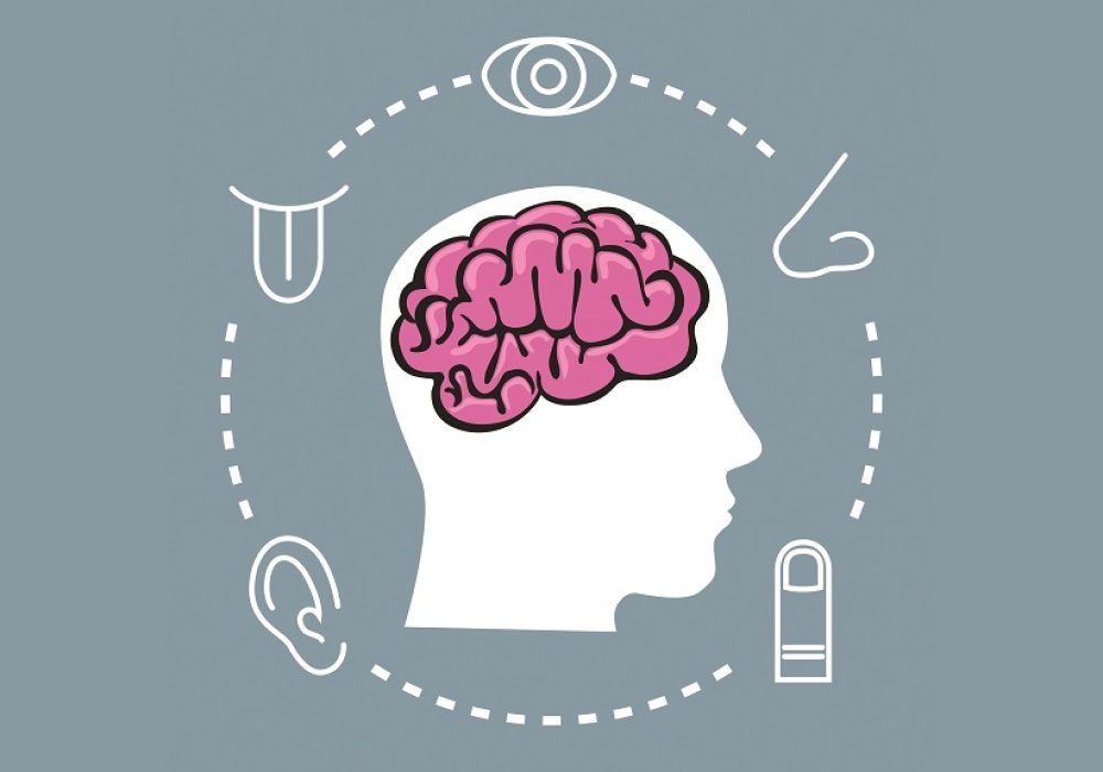 5 sens - Cerveau - symbole