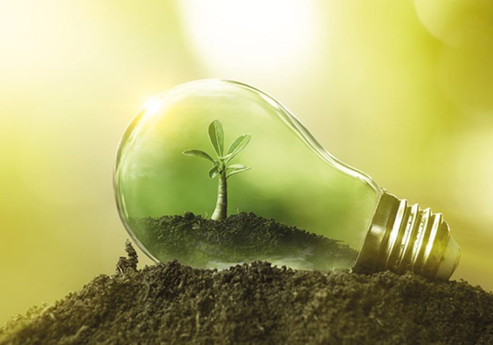 The tree growing on the soil in a light bulb. Creative ideas of