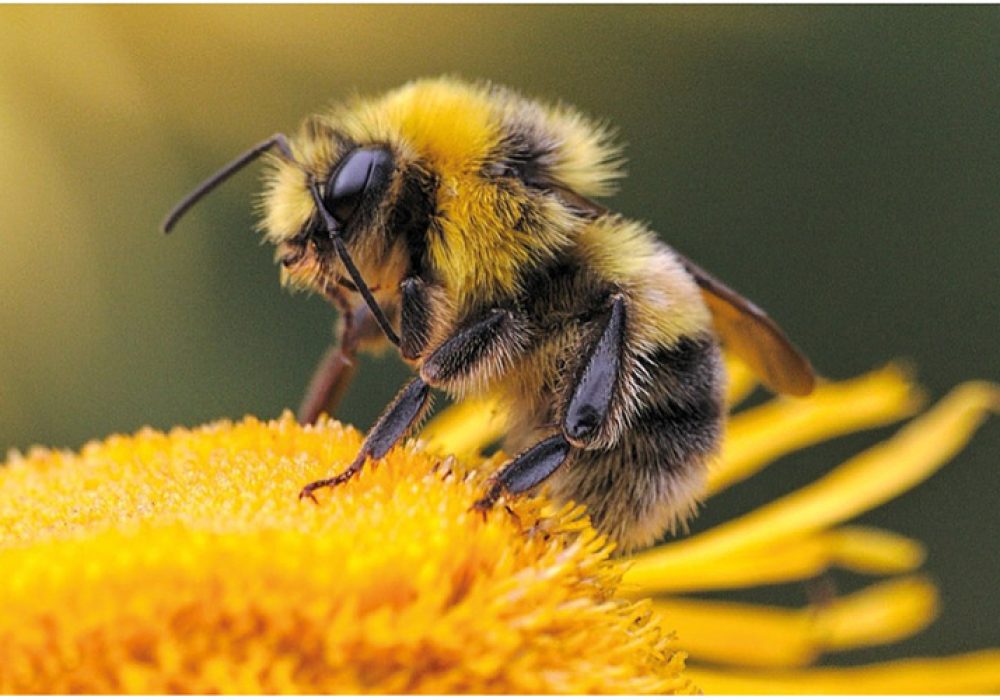 clairazur abeille jaune 202205 acc